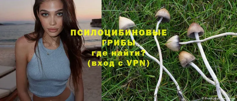 shop какой сайт  Сарапул  Псилоцибиновые грибы Psilocybe 